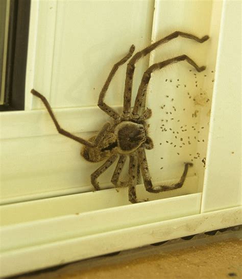 蜘蛛在房間